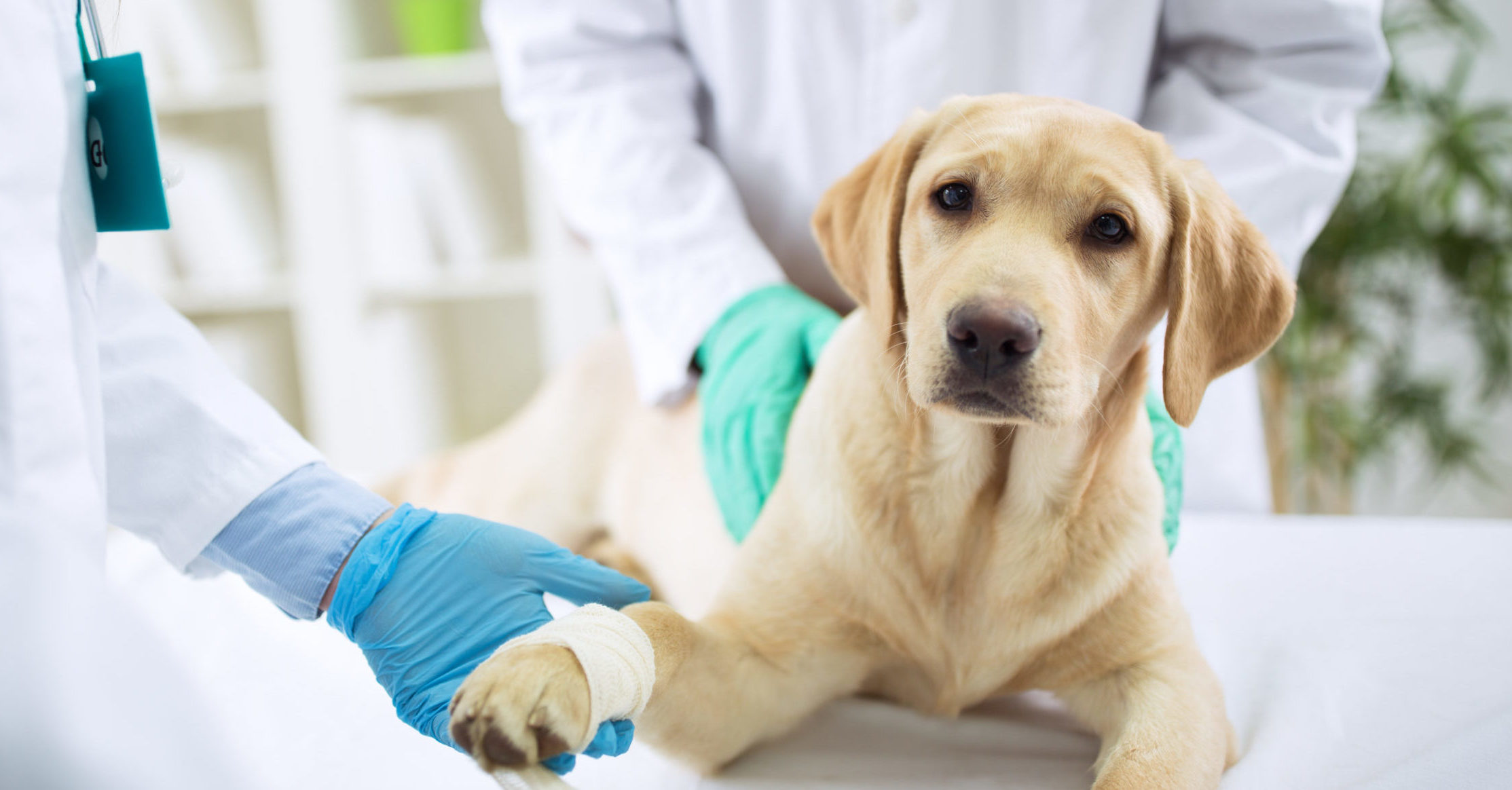 veterinarians treating golden labs wrist in surgery