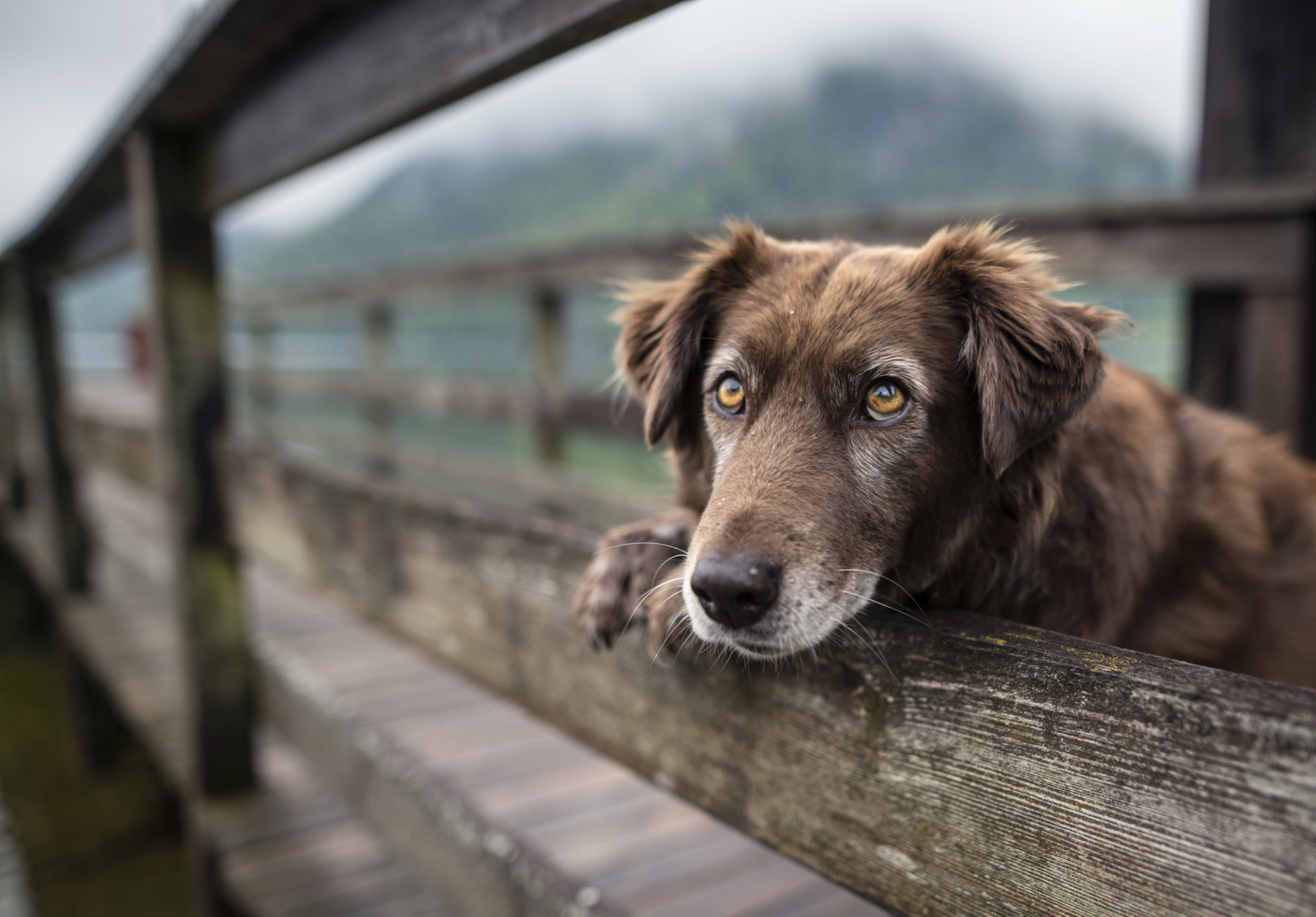 Dog on a beautiful wooden bridge at a lake with fog